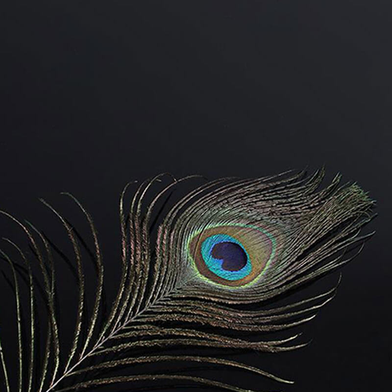 Sexual Flirtation Feather Set